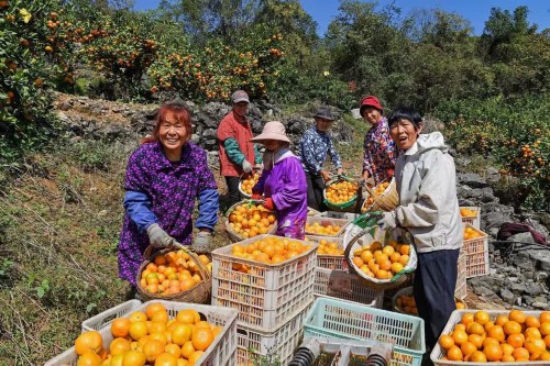 湖北宜昌：加强国内外市场“双循环”销售柑橘170万吨